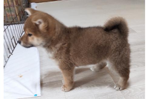 成約済の秋田県の柴犬-360816の5枚目